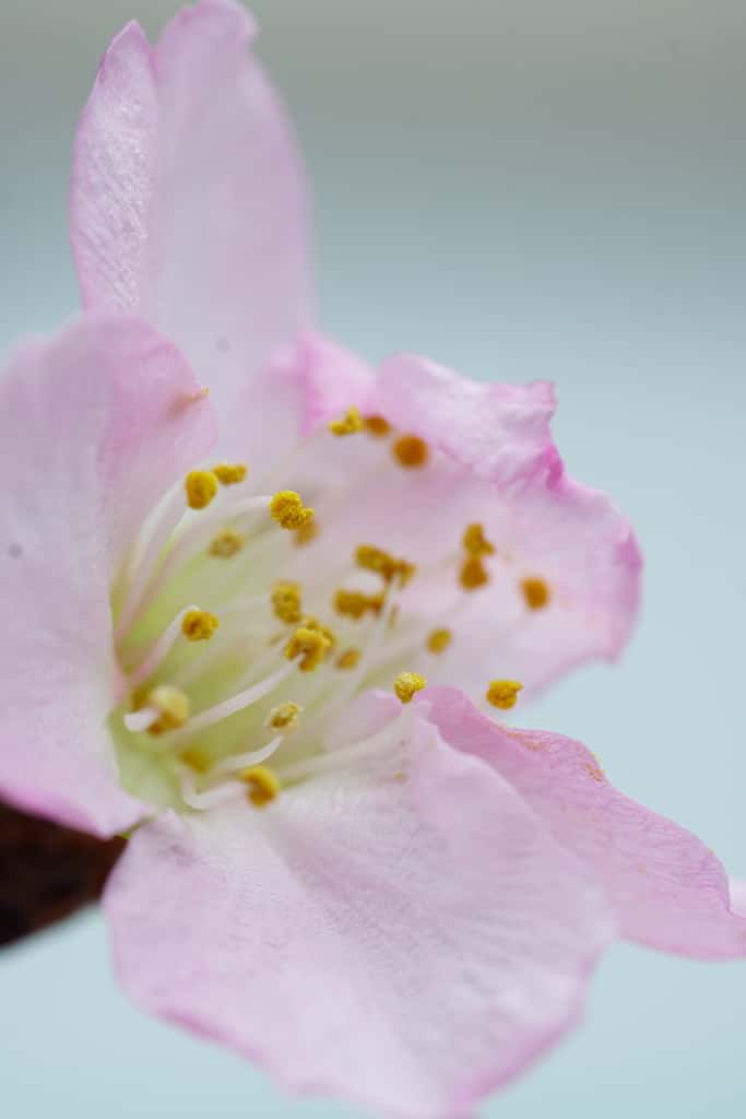 rosafarbene zarte Mandelblüte