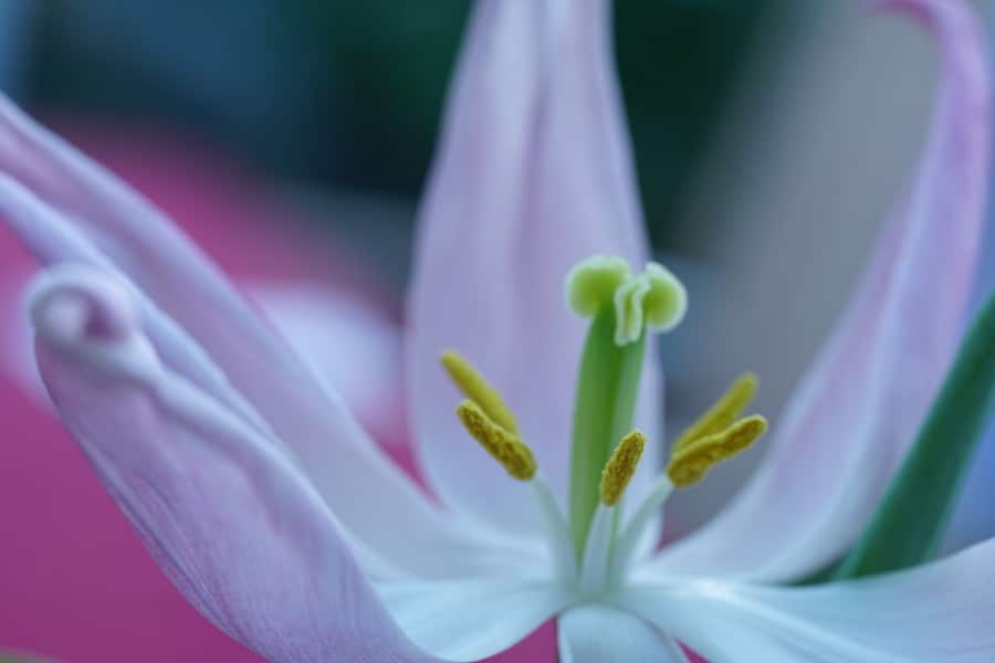 helle Tulpenblüte mit Stempel und Staubgefäße