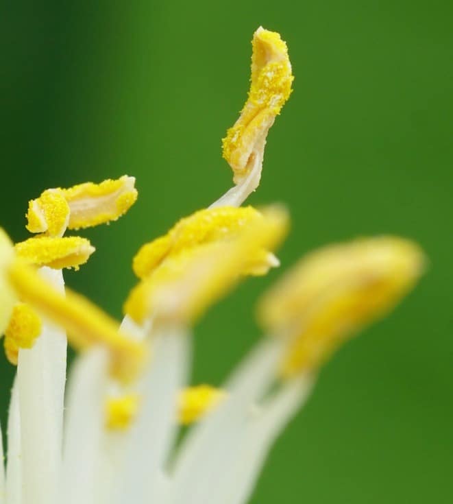 gelbe Staubgefäße einer weißen Zitrusblüte