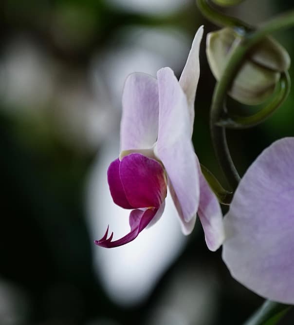 Orchidee Phaleonopsis spitze Enden vor hellem Hintergrund