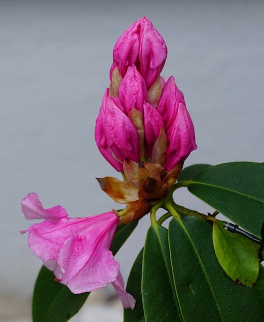 aufbrechend eKnospe und pinkfarbene Rhododendron-Blüte mit grünen Blättern vor Hauswand