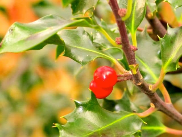 Ilex, rote Beere an Zweig mit stacheligen grünen Blättern
