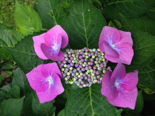 grüne Hortensienblätter mit vier offenen Blüten und vielen violetten Knospen 